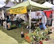 The Australian Plants Society